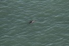 Missing Picture